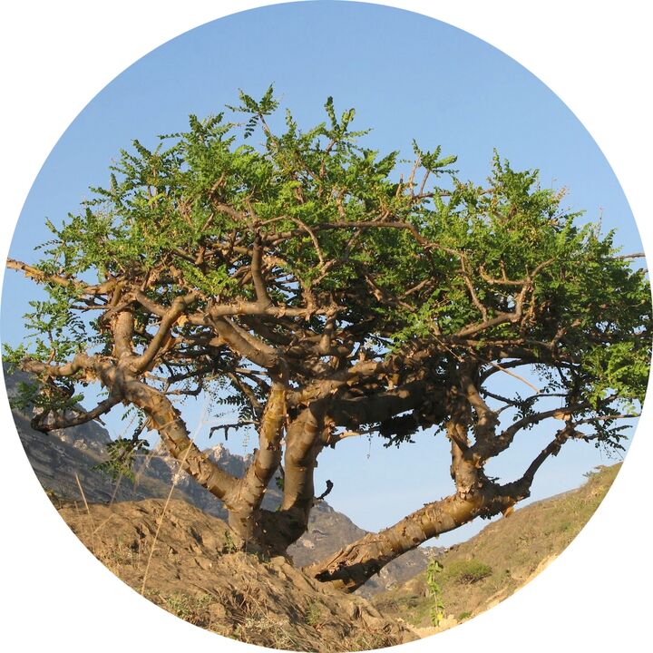 boswellia-boom